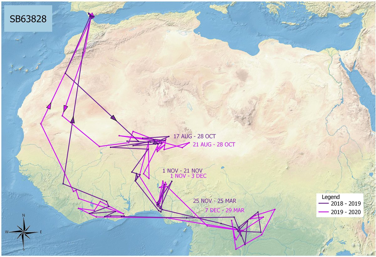 Great bit of research on Pallid Swift. This image is the sat. track data of one bird for two years showing the same areas of sky are used. From research recently published here journals.plos.org/plosone/articl… All #birds are brilliant, but Swifts are something else.