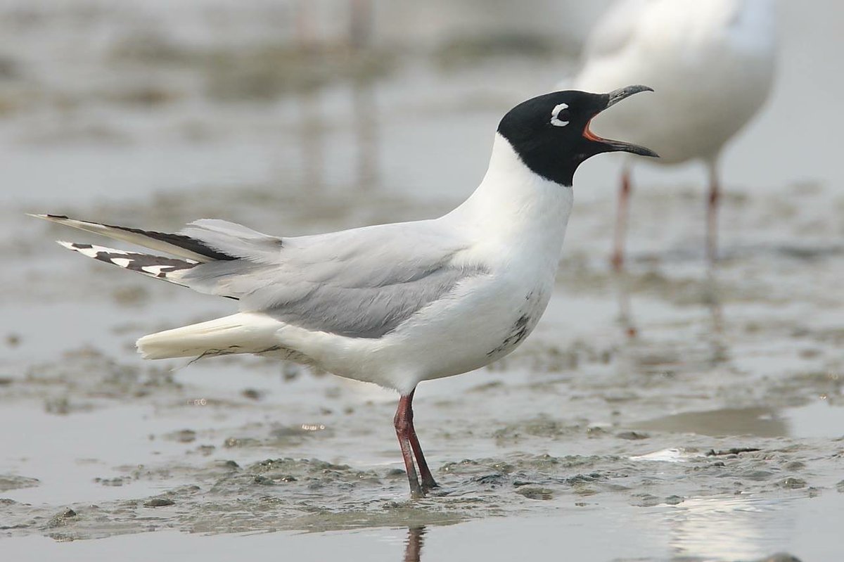 Taiwan Birding 台灣🐤 tweet media