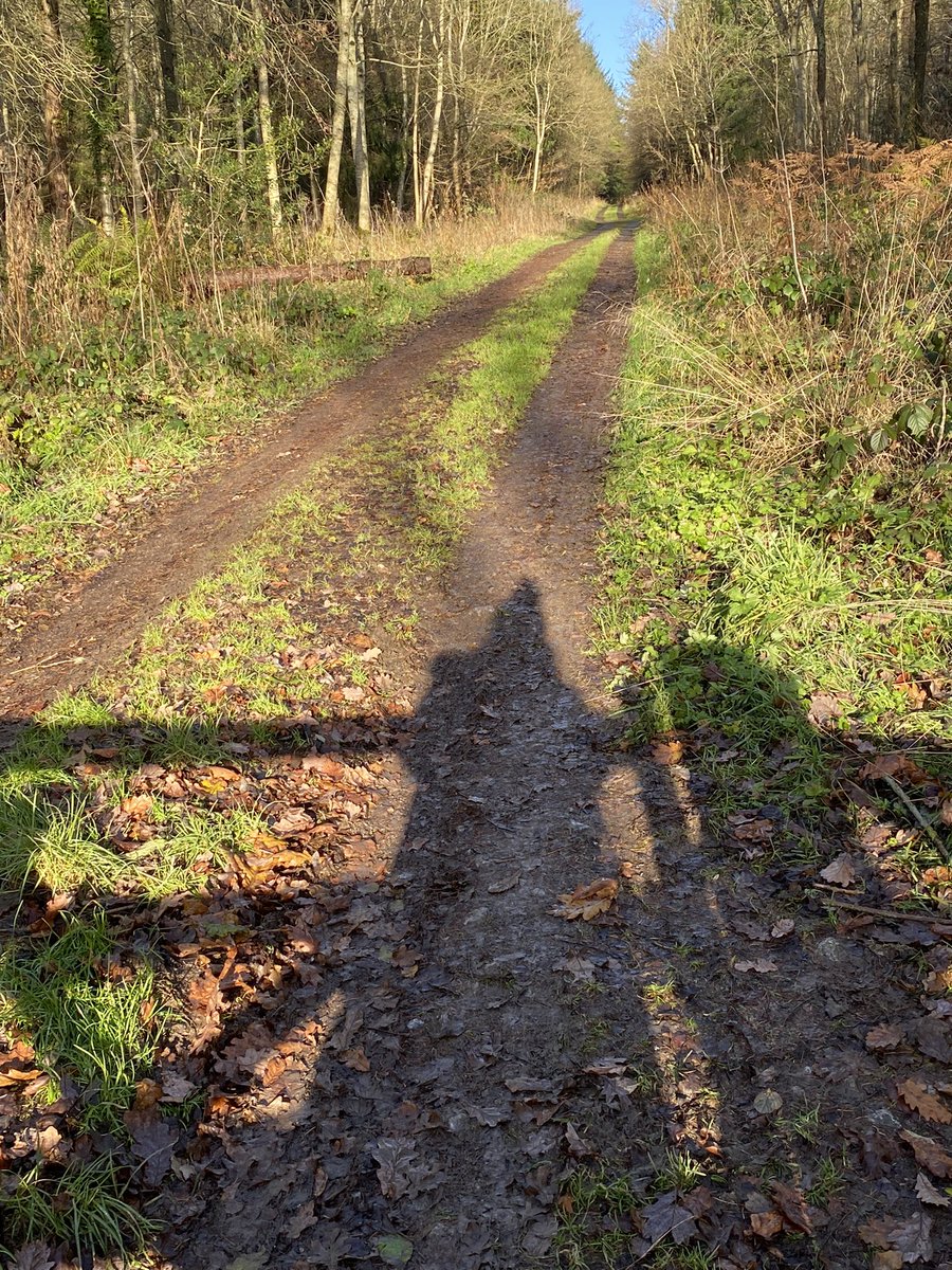2xjane's tweet photo. The shadow knows the way😊 #shadows #forestwalk https://t.co/5CTSJVvJQC