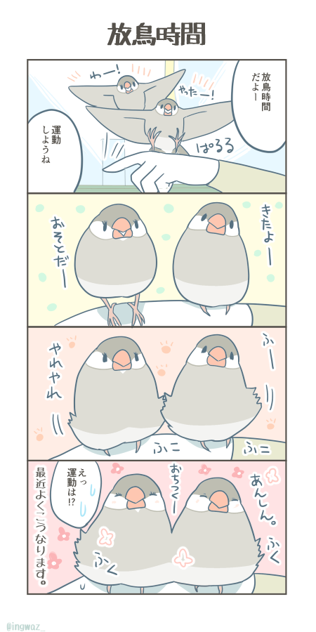 放鳥時間とはまったりタイム。

#Buncho #javasparrow #文鳥 