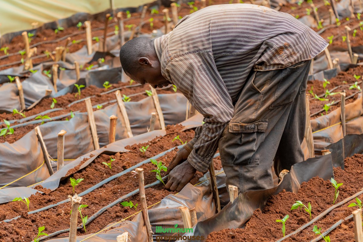 synnefa_KE's tweet photo. In our Friday #FarmSeries today we're talking about global action against poverty, hunger and environmental destruction. By use of sustainable agricultural practices such as agroecology that take a holistic approach to the design and management of food and agricultural systems... https://t.co/NUUZkdcxNX