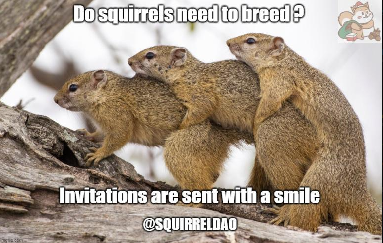 Squirrel DAO(🌰, 🌰) tweet media