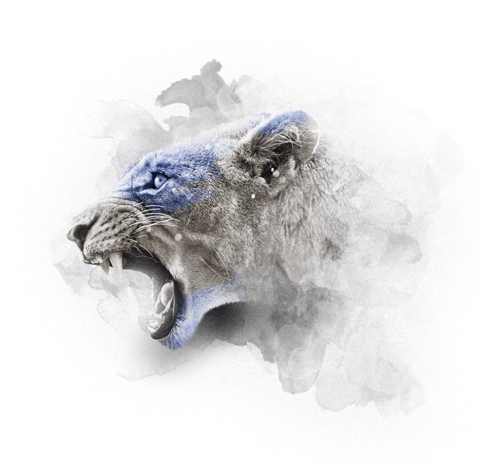 Streelion 🦁 tweet media