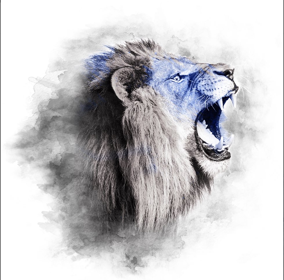 Streelion 🦁 tweet media