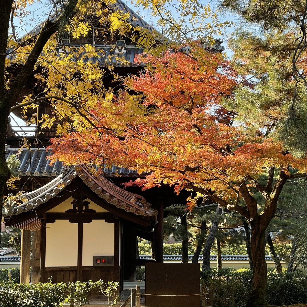 petermacintosh's tweet photo. The last days of the autumn foliage in Kyoto.
#kyotoleaves #autumninkyoto #redsleaves #lifeinkyoto https://t.co/QOVJLhsN37