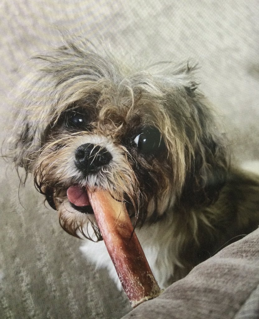 AmberNadinic's tweet photo. Anyone on here still remember this girl?

#dogs #countrylife #needahaircut #stillcute https://t.co/0tLhkL098H