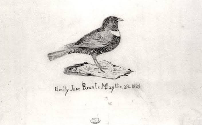 thebrontesbot's tweet photo. Pencil sketch of a ring ouzel by the then 11-year-old Emily Brontë in 1829 © Brontë Parsonage Museum https://t.co/Hnmb875i5z
