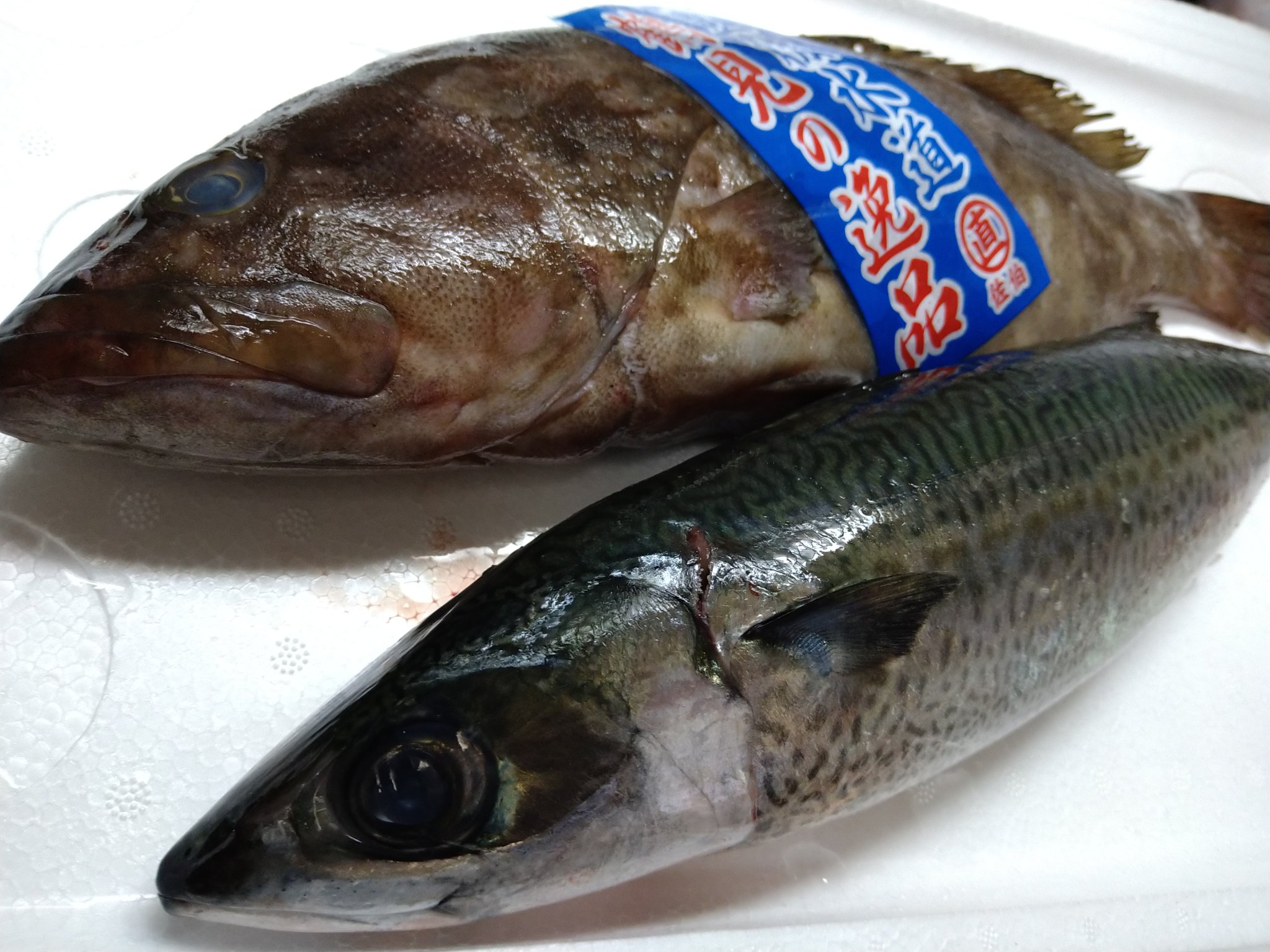 川越江戸銀 Al Twitter 本日のおすすめは 豊後水道産のクエと関の生サバ サバは関サバと同じ海域でとれた生サバです ご来店お待ちしてます T Co rtz4itqo Twitter