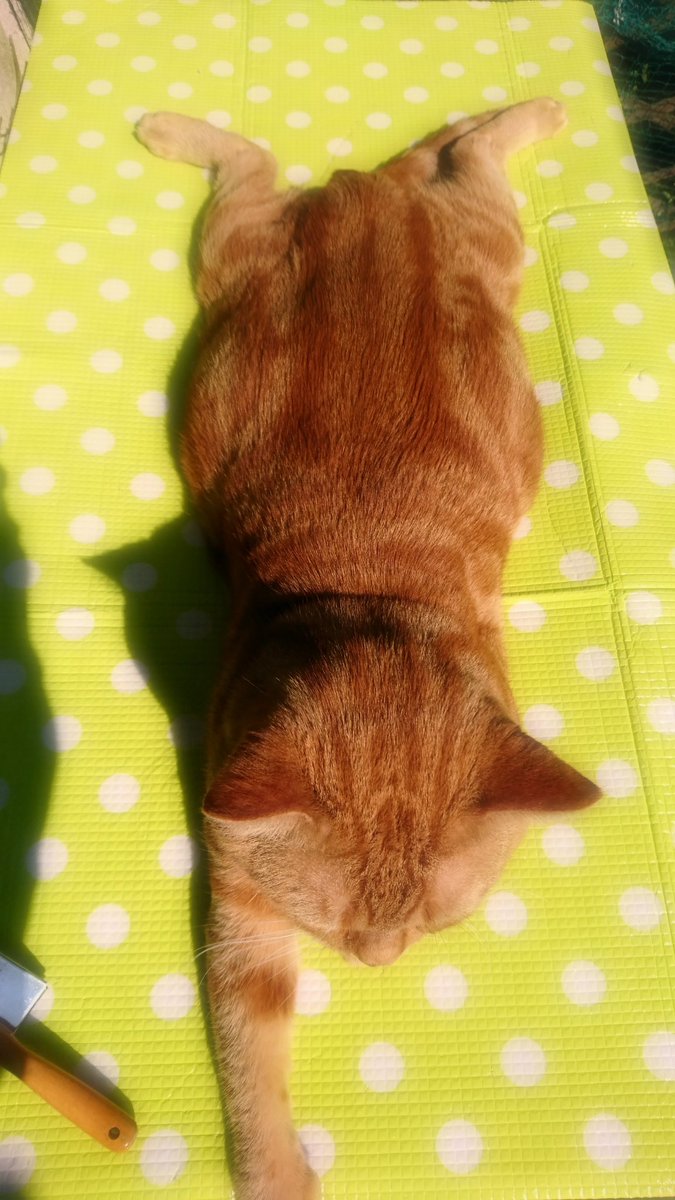 NekojiriA's tweet photo. ぽかぽかな日は   ぼくは
おにわりぞーと   です。

#猫 #アメショ #茶トラ https://t.co/8A3YomD0lf