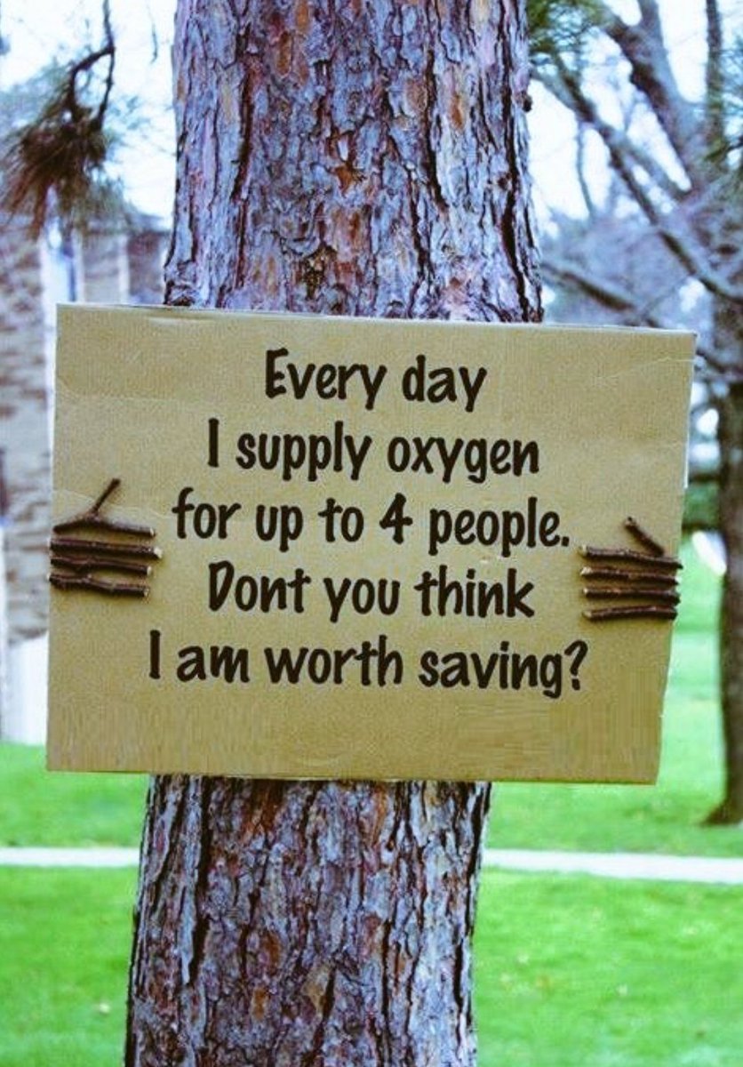 FaheemFilza's tweet photo. You are very beautiful and worth saving. We appreciate you. Thank you.
#environment
#plants
#environmentawareness
#Savetrees
#treesarebeautiful
#trees https://t.co/5LEgnhdFig