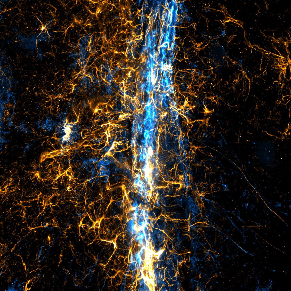 Monash Micro Imaging (@micromonash) on Twitter photo and our #3 winner in the annual image competition was this outstanding entry: "Star Wars" also by Lulu Xing of #ARMI. Many thanks to #Thermofisher and #Nikon for supporting our comp. All entries featured on our Instagram <a href="/monashmicro/">monash micro</a>. and our #3 winner in the annual image competition was this outstanding entry: "Star Wars" also by Lulu Xing of #ARMI. Many thanks to #Thermofisher and #Nikon for supporting our comp. All entries featured on our Instagram <a href="/monashmicro/">monash micro</a>.