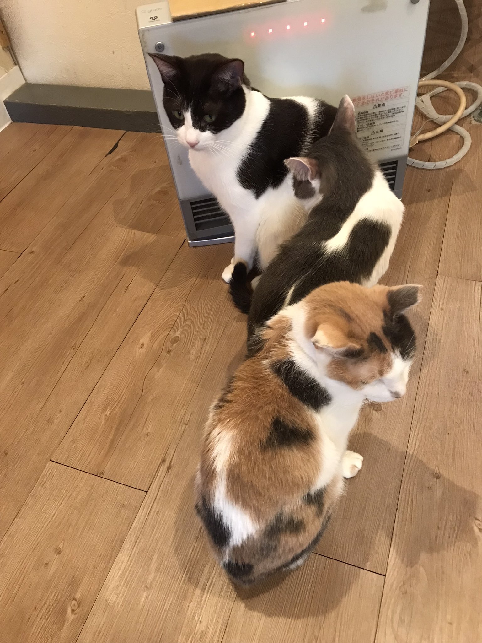 猫カフェtango Tango Twitter