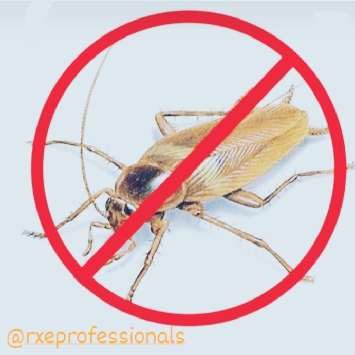 rXeProfessional's tweet photo. Finding cockroaches in your home or business can be very stressing.  Seek professional help to stop the spread of infestation. Our technicians are knowledgeable and are Cockroach Control Qualified so you can be sure the service you are getting is the best on the market... https://t.co/BXSQtnCmtx