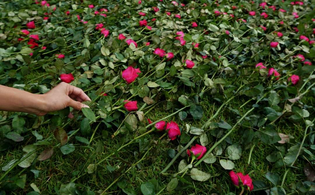 The embassies of Denmark, Finland, Norway and Sweden released a statement and laid roses on Friday, International Human Rights Day, honoring those killed or detained for defending human rights in Myanmar since the Feb. 1 coup. (Photo: Norwegian Embassy) #WhatsHappeningInMyanmar