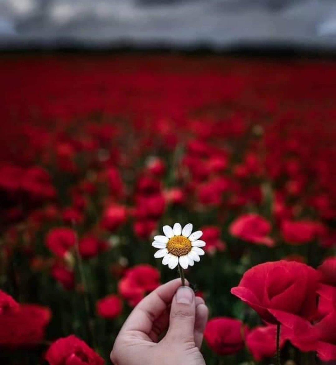 وإن كان في التشابه إعتياد
ففي الإختلاف تفردٌ وإمتياز

#صباح_الخير