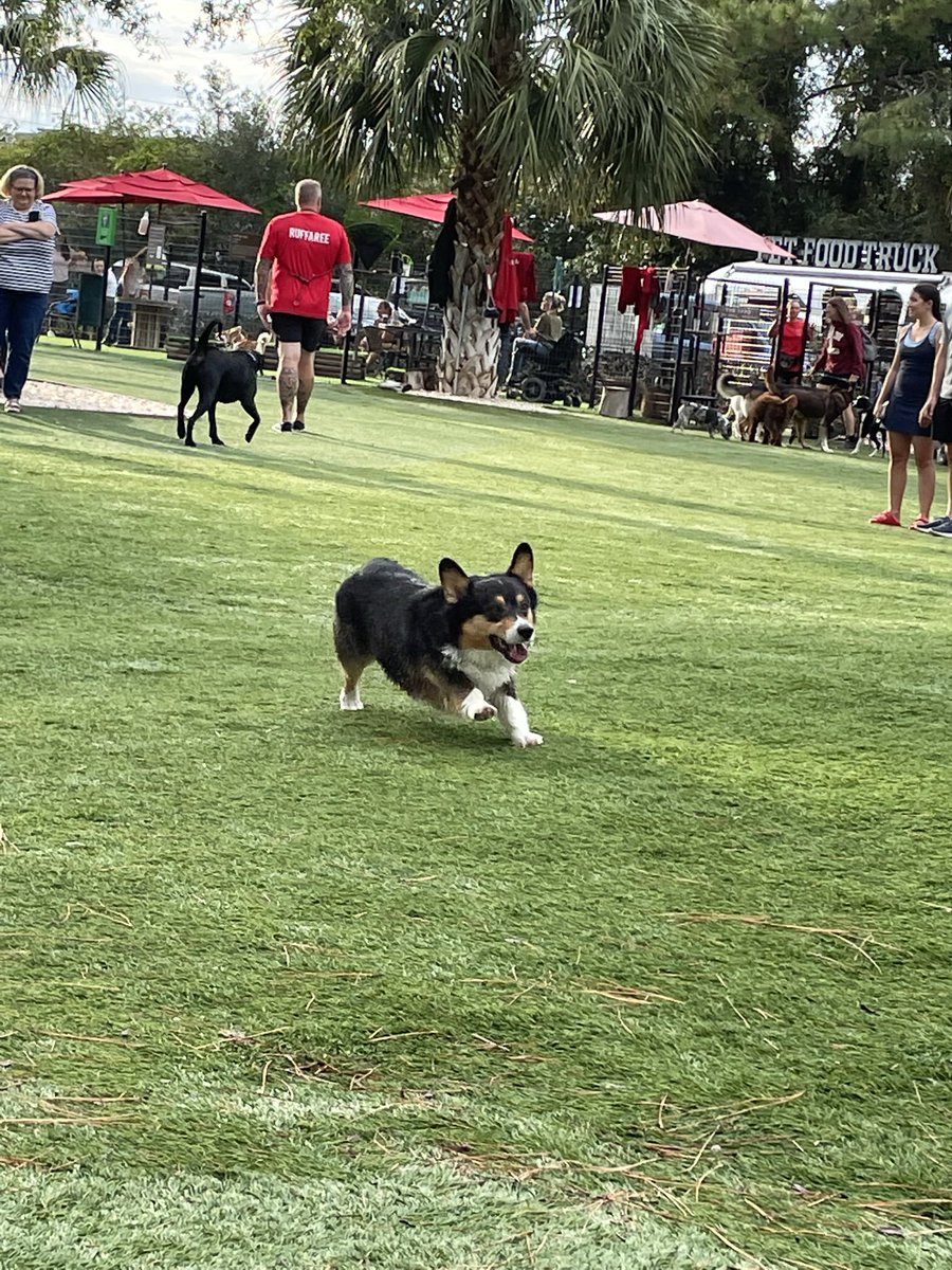 amoBradley's tweet photo. You have your reason for twitter. Me? I go to @StephenKing media section to check up on Molly. #corgisrock #thingofevil #oyiseviltoo ๐ https://t.co/LSsaq8H8oJ
