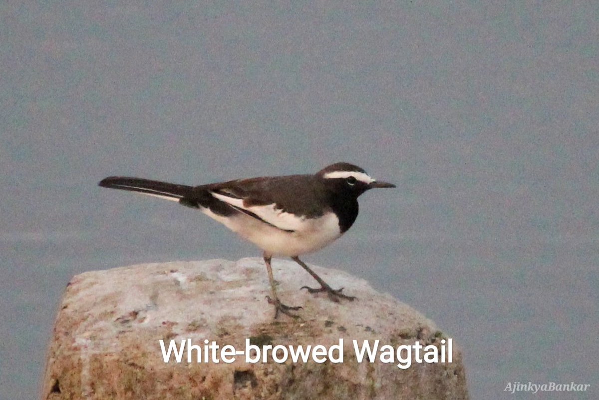 DfoJamtara's tweet photo. #BirdsOfJamtara
Wagtail/खंजन:
●भारतीय साहित्य का एक चिरपरिचित और उपमेय पक्षी
●छोटा सा चंचल पक्षी,नेत्र हर समय चंचल-भारतीय कवियों द्वारा नेत्रों को इसकी उपमा
●पूँछ बराबर हिलाते रहने की आदत से Wagtail कहा जाता
#BirdsOfJharkhand
@ajinkyabankar @IndiAves @Team_eBird
(1/n) https://t.co/4jlIOU36PW