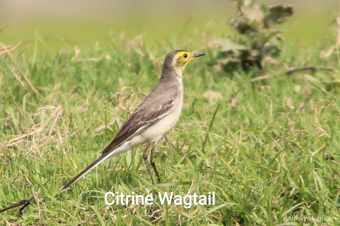 DfoJamtara's tweet photo. #BirdsOfJamtara
Wagtail/खंजन:
●भारतीय साहित्य का एक चिरपरिचित और उपमेय पक्षी
●छोटा सा चंचल पक्षी,नेत्र हर समय चंचल-भारतीय कवियों द्वारा नेत्रों को इसकी उपमा
●पूँछ बराबर हिलाते रहने की आदत से Wagtail कहा जाता
#BirdsOfJharkhand
@ajinkyabankar @IndiAves @Team_eBird
(1/n) https://t.co/4jlIOU36PW
