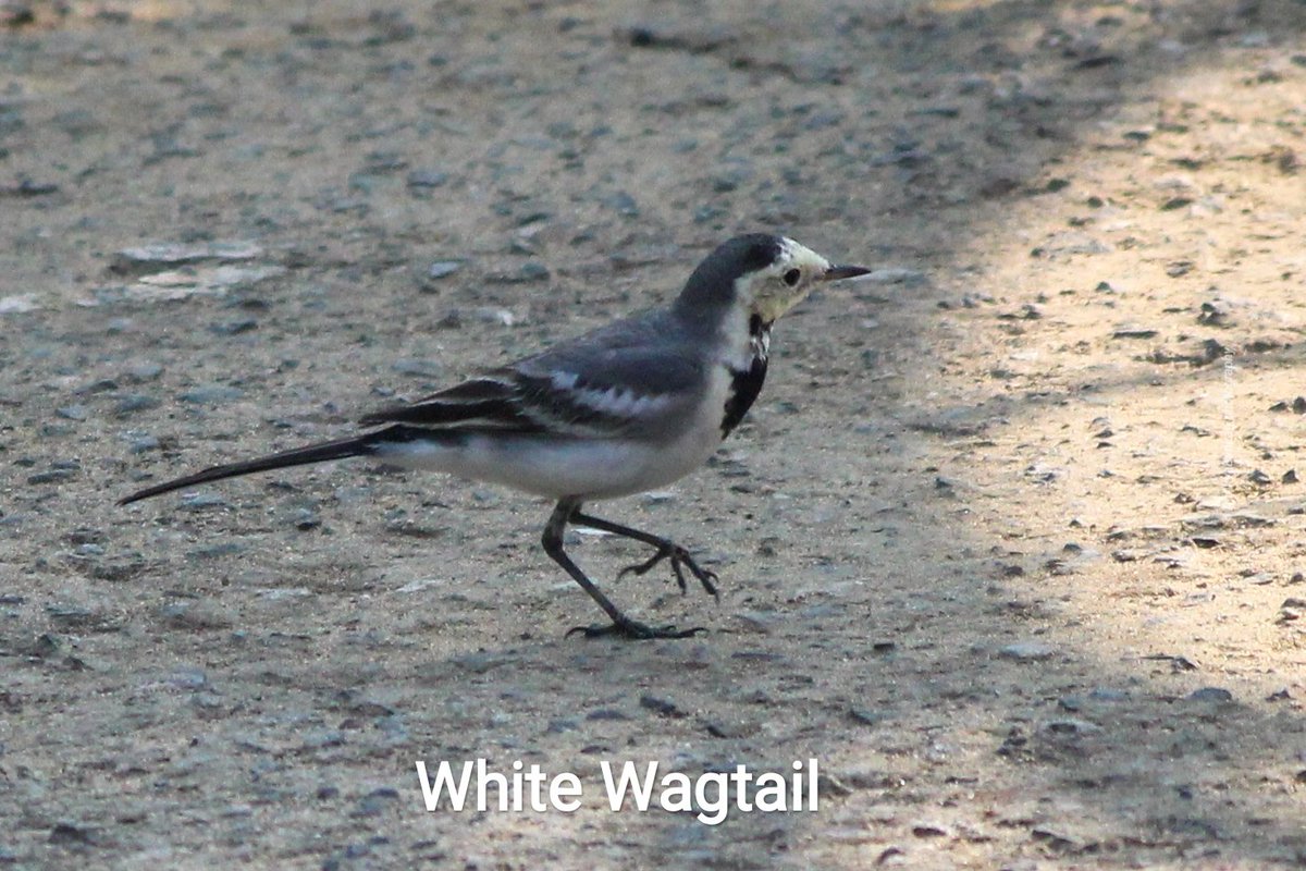 DfoJamtara's tweet photo. #BirdsOfJamtara
Wagtail/खंजन:
●भारतीय साहित्य का एक चिरपरिचित और उपमेय पक्षी
●छोटा सा चंचल पक्षी,नेत्र हर समय चंचल-भारतीय कवियों द्वारा नेत्रों को इसकी उपमा
●पूँछ बराबर हिलाते रहने की आदत से Wagtail कहा जाता
#BirdsOfJharkhand
@ajinkyabankar @IndiAves @Team_eBird
(1/n) https://t.co/4jlIOU36PW