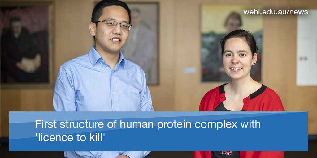 WEHI researchers have visualised a human cell death complex linked to autoimmune &amp; inflammatory conditions for the first time.

The findings could help discover drugs that can target and suppress cell death by #necroptosis.

wehi.edu.au/news/first-str…