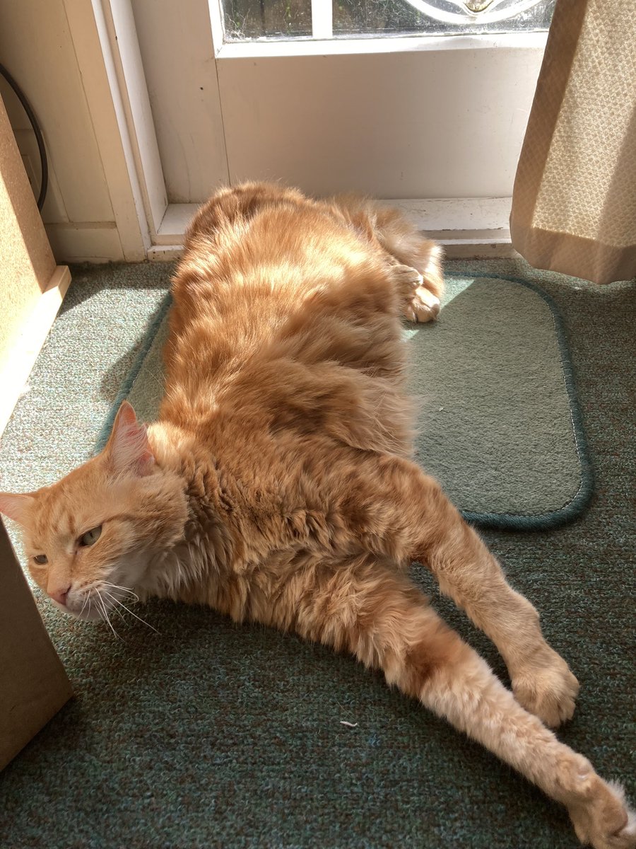 FelineGourmet's tweet photo. It's been a rainy, foggy, windy week (typical Wellington spring πΌ), so when the sun came out after dinner I was going to take advantage of every precious second!
#GingerGoodness
#solarpoweredcat βοΈ
#jellybellyfriday https://t.co/ig89j890ij
