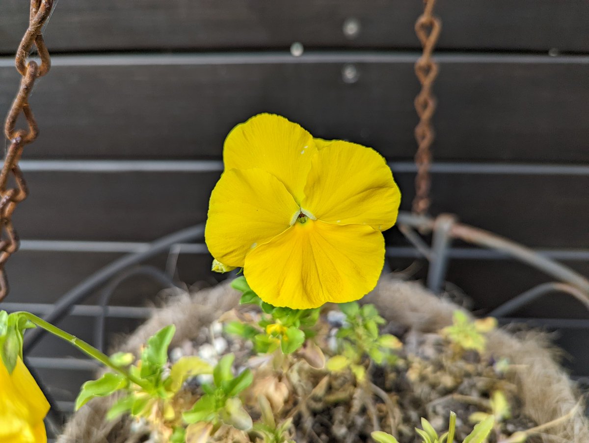 TechTabletscom's tweet photo. New 318Mb Pixel 6 Pro camera update. I took a few test snaps today π€ First shot is the ultrawide. #Pixel6Pro #notteampixel https://t.co/x0NMODIfDu