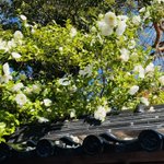 創業1300年 粟津温泉 法師のツイート画像
