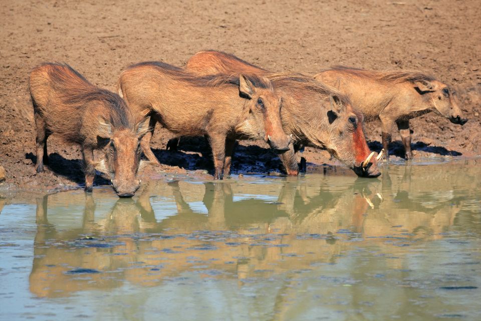 #Mali 
Celebrating the important efforts of Sustainable Biodiversity Conservation in Africa. #SustainableTourism  #SustainableBiodiversity