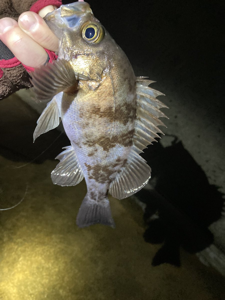 kazu45101692's tweet photo. 昨夜、気温１度で
メバリング（笑
１７〜１８センチと
遊んできました🐟
影もメバル型（笑
＃メバリング
＃BlueCurrent3
＃ヤマガブランクス https://t.co/SAwyZilgkH