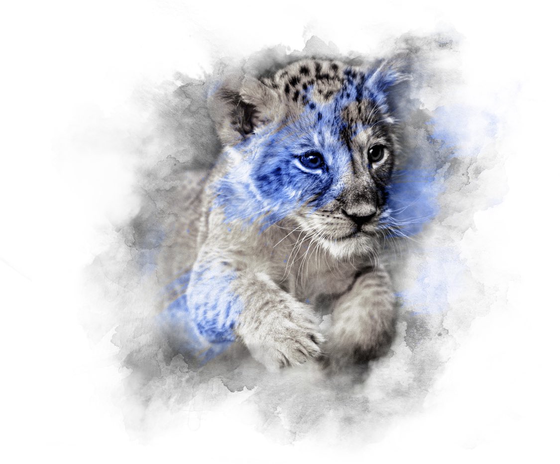 treelion21's tweet photo. @Aqomiart I’m worried I’m turning into a cat (kitten) person. My bullldog is not happy. @TreeSap0409 https://t.co/7Z7gfe3sUT
