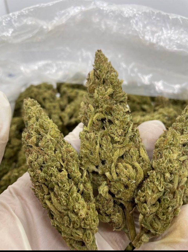 EldealMedicen's tweet photo. Aprovecha este strain en $700 propiedades indicas🤝💸 
#SourPlat  #Promoweekend #420friendly https://t.co/K9N1jt7mAh