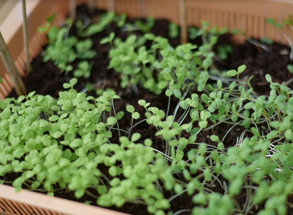 StAndrews_DUS's tweet photo. After thinking deeply about greenhouse gases and the delicate balances that sustain life on planet Earth, Yr 4 have taken steps to making a difference.
They have planted a range of small plants to help begin creating our school's roof garden.🌿🌱🌾

#HowDusitDoesIt #CognitaWay https://t.co/Iqr3c2rTQ2