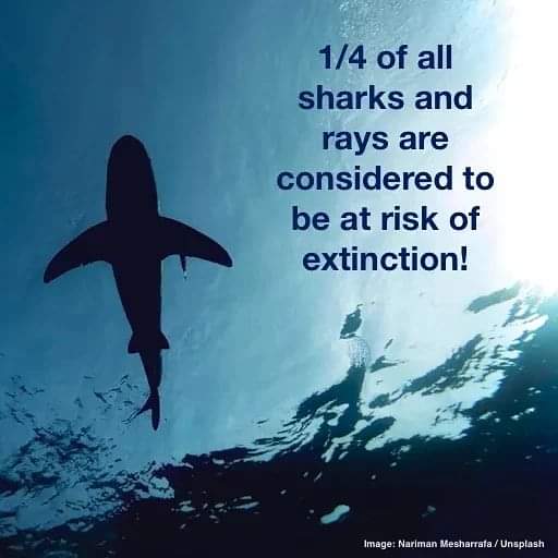 According to the <a href="/IUCNRedList/">IUCN Red List</a>  25% of all sharks and rays (collectively known as elasmobranchs) are at risk of extinction!

#sharks #sharksandrays #extinction  #EndangeredSpecies  #endangered #marinebiology #scicomm  <a href="/IUCNShark/">IUCN SSC Shark Specialist Group</a>