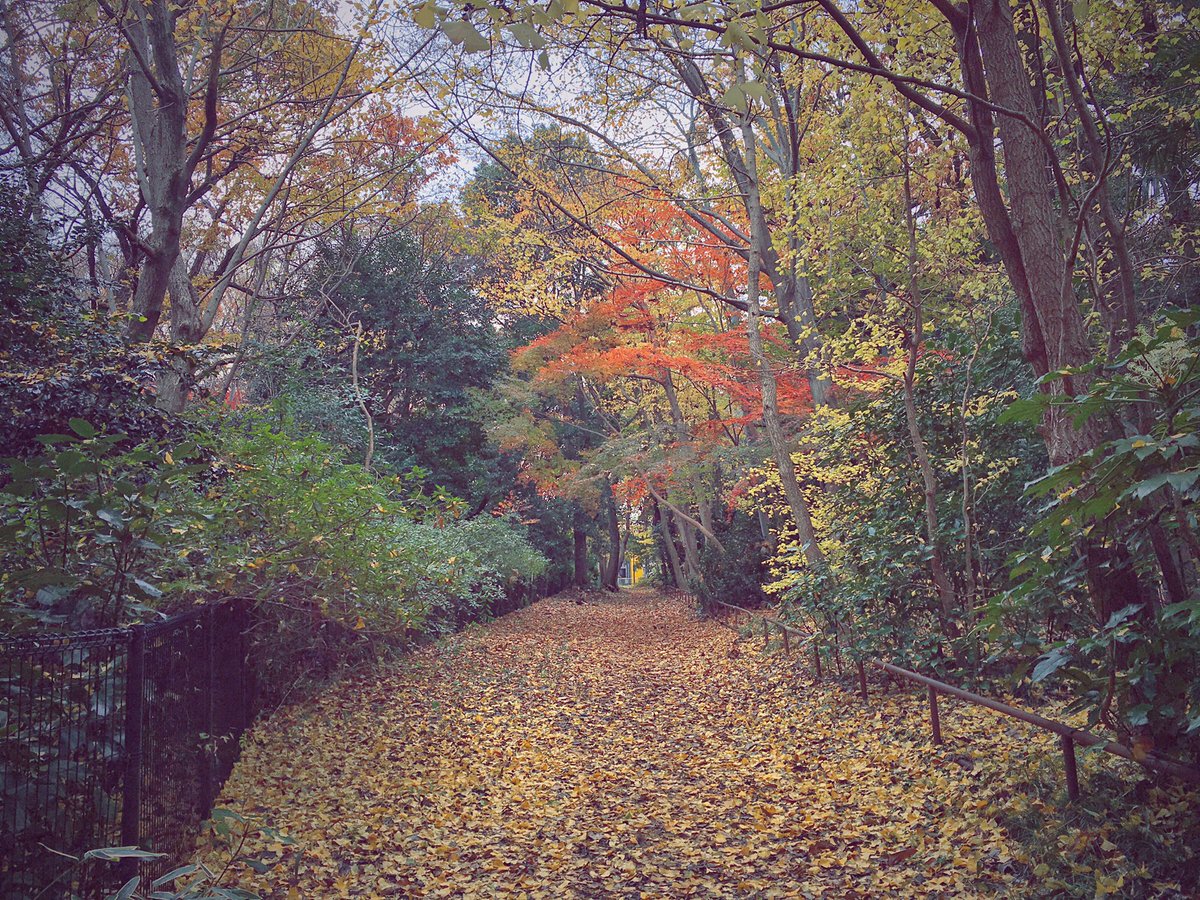 ______yssssss's tweet photo. 終わりかけの紅葉も味があっていいね
#井の頭公園 https://t.co/1Cl9wfRbpz