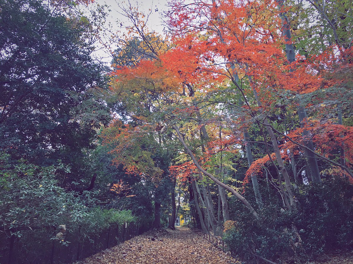 ______yssssss's tweet photo. 終わりかけの紅葉も味があっていいね
#井の頭公園 https://t.co/1Cl9wfRbpz