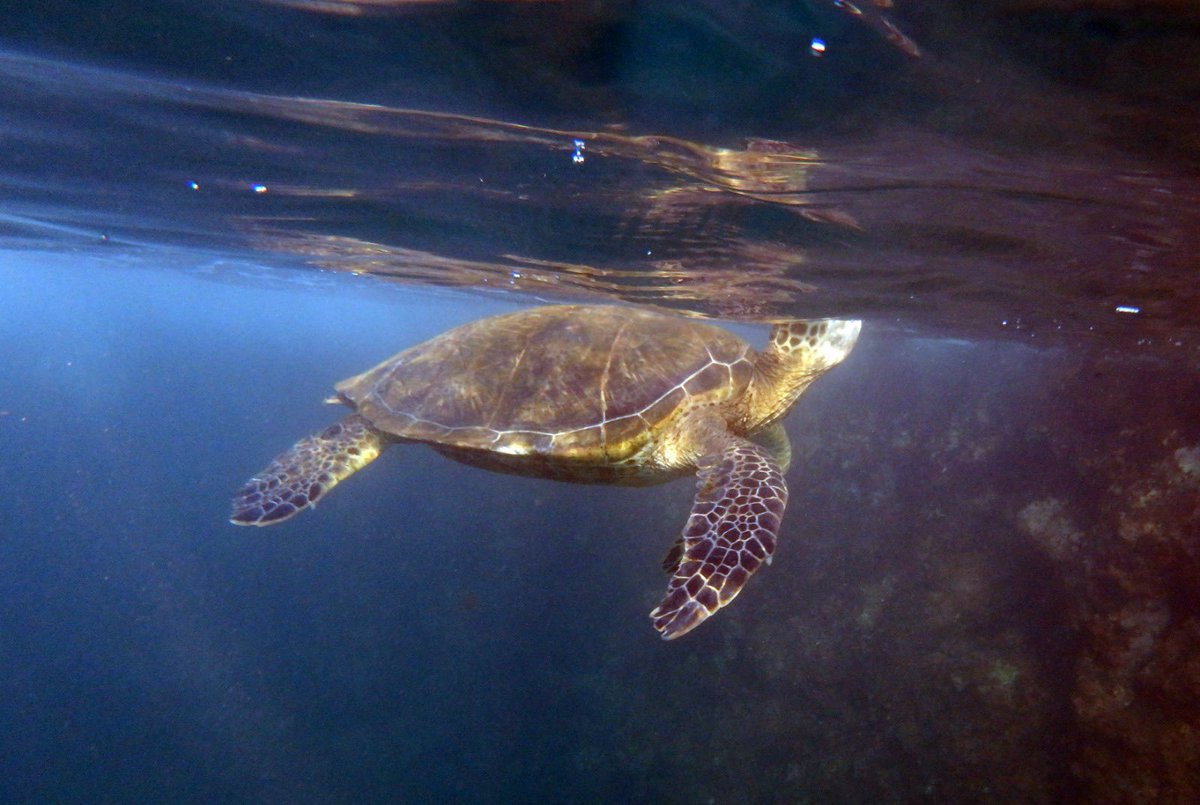 theyolandaliu's tweet photo. @RyanJBlack Your loss buddy! I was soooo close to a sea turtle! https://t.co/Y1EozT0rtP