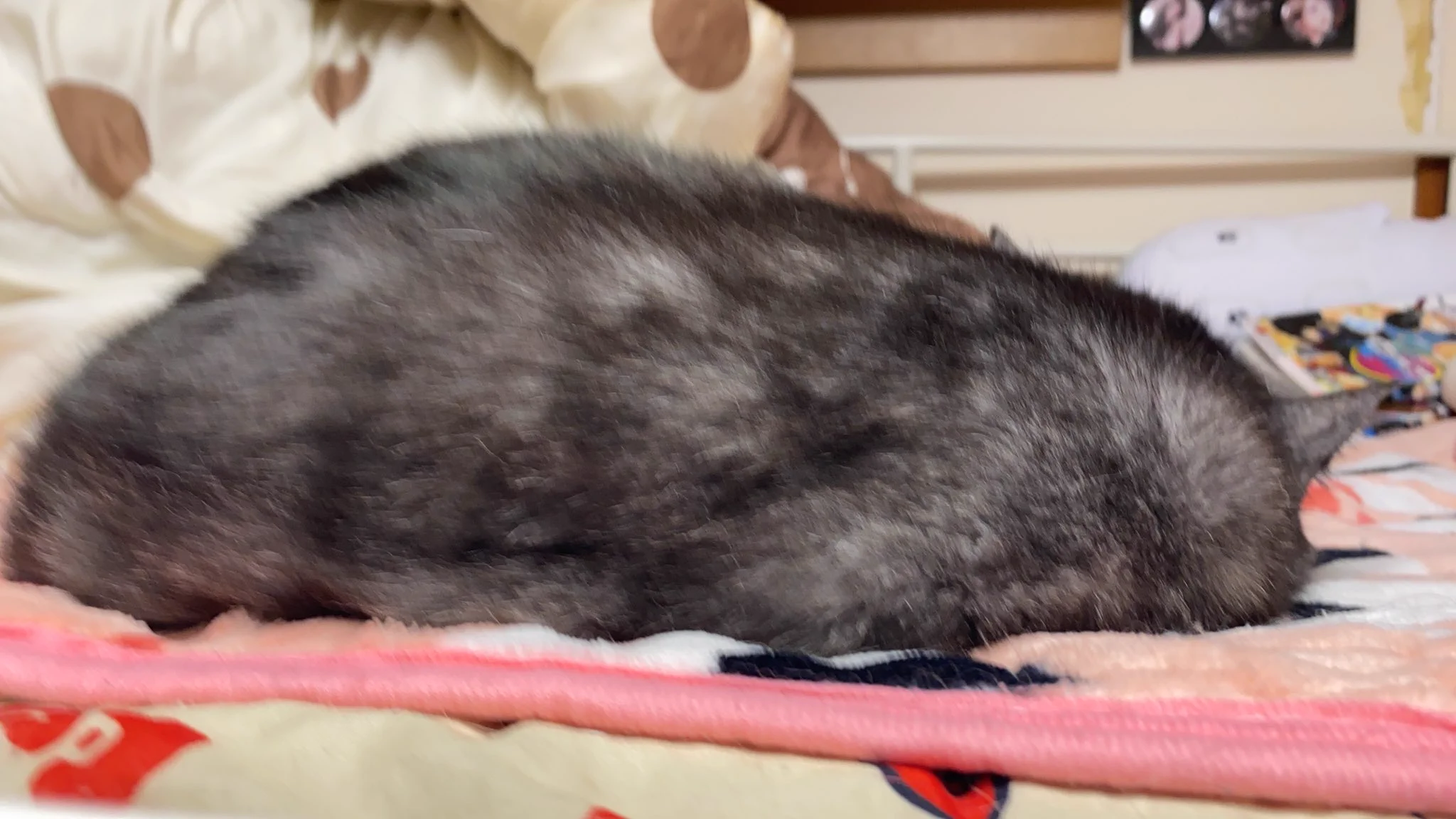 @kyuryuZ うちのまるも似たような感じです😸 