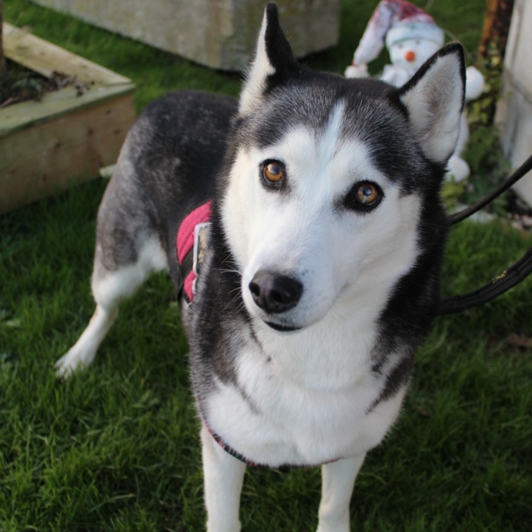CornwallRspca's tweet photo. Say Hi to Patsy! 🙋♀️
4 year old Patsy came to us through no fault of her own. She has found kennel life a little worrying, but now she's made some friends, she's settling in well. Once she overcomes her nerves, she is one super affectionate lovely girl #husky #dog #dogogram https://t.co/quX4Xe8rmt