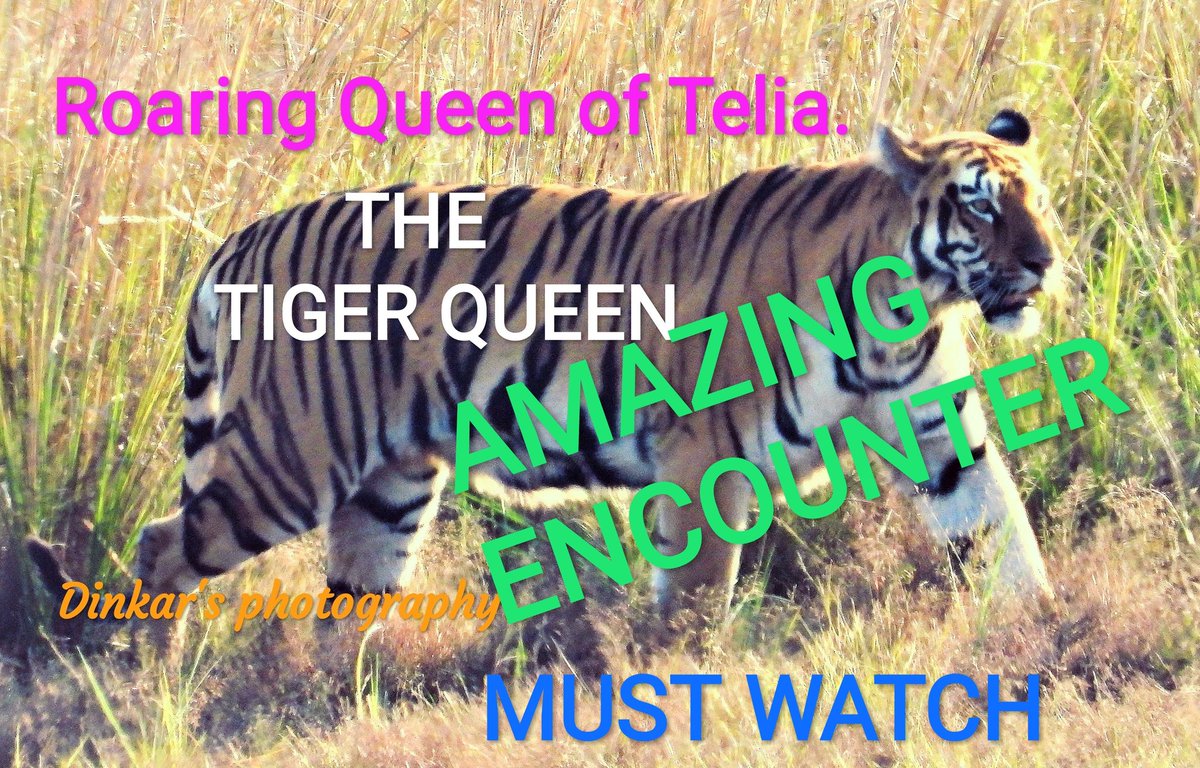 DikshitDinkar's tweet photo. Must watch the beautiful and magnificent,tigress Queen of Telia, Tadoba.
Watch the amazing Tigress virtually,along with her cubs.
#WildlifePhotographerYear2021 
#WildlifePhotographerYear2021 
@EmeraldWildlife 
@RayRiya82 @Nigeblue @sravanirao95 
@imithil9 
@Kumars5643209 https://t.co/jkSdKbvVd3
