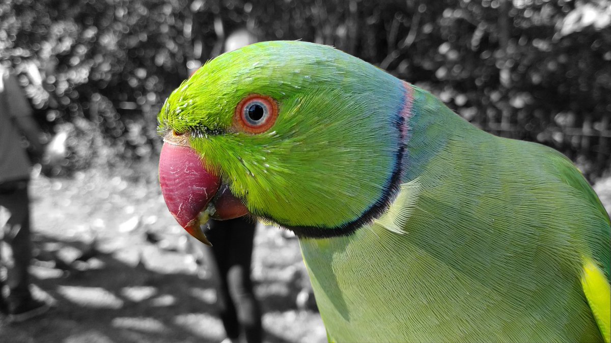 #Feral #ecologies: article in <a href="/TheJRAI/">JRAI</a> now out.  I argue why London's #urban nature is #postcolonial.   Ethnographies of #parakeets - as nonhuman #migrants - offer up ways to #decolonize the city. Part of <a href="/UEcologies/">Urban Ecologies</a> and <a href="/ERC_Research/">European Research Council (ERC)</a>. (1/5)

Open access:
rai.onlinelibrary.wiley.com/doi/10.1111/14…