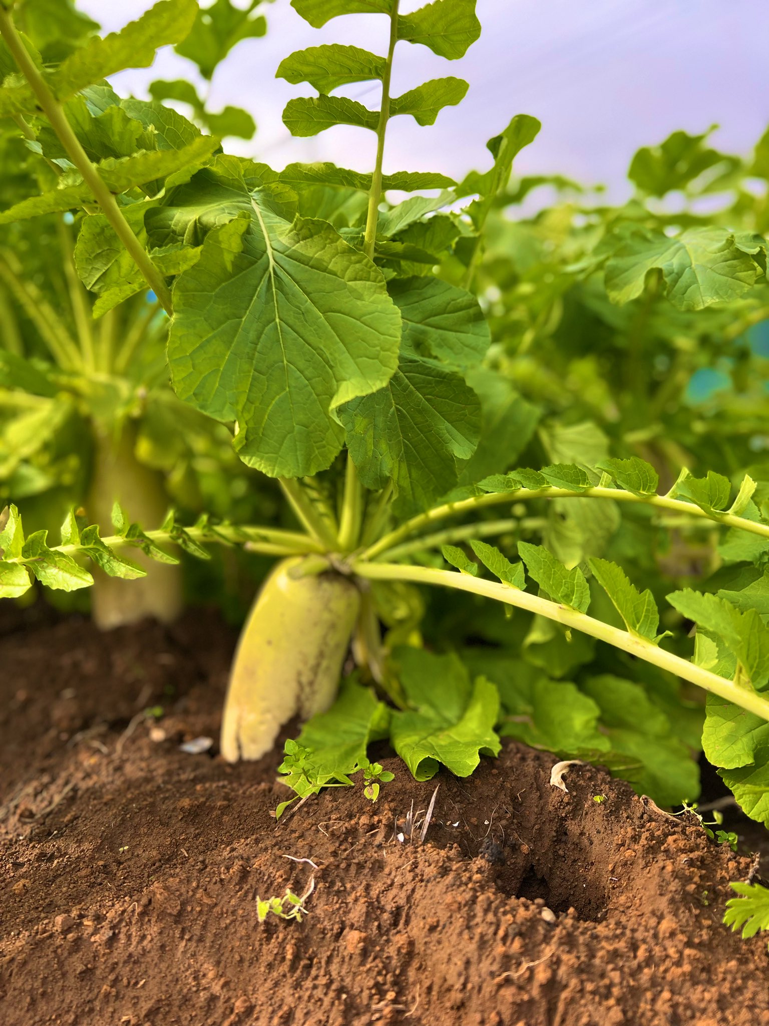 里芋収穫 Twitter Search Twitter