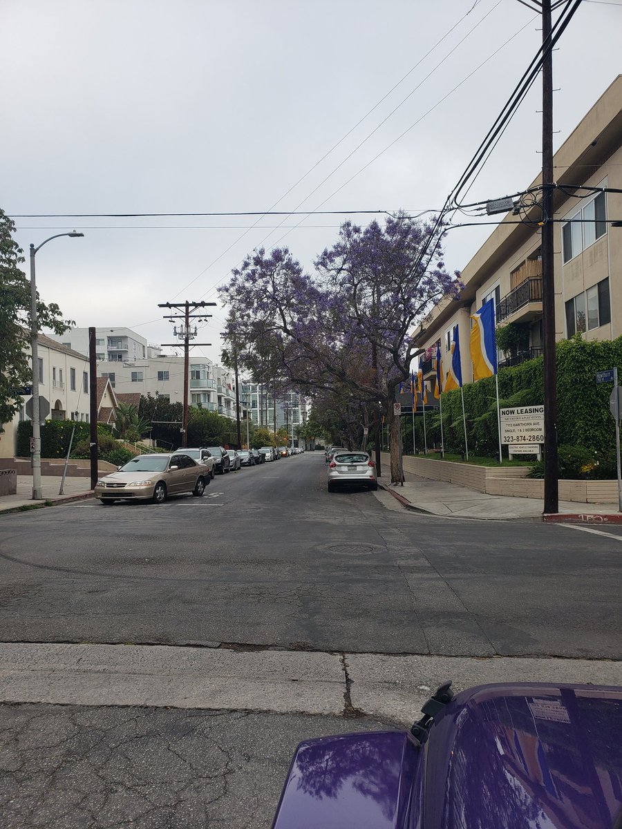 Purple trees lining the Hollywood neighborhood - anyone else watching the live concert #jeeplife #KanyeDrakeLive #AmazonMusic