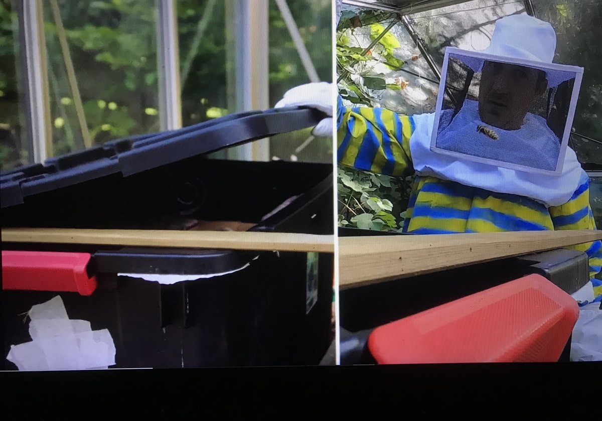 wespenvriend's tweet photo. Gisteravond waren "mijn" wespen op TV! In het Belgische TV-programma #ZeZeggenDat werden een paar volkswijsheden over wespen onderzocht en daarvoor werd een nest Gewone wespen gebruikt dat ik voor dit doel een paar dagen aan entomoloog Peter Berx @entomobiel had uitgeleend. > https://t.co/q9BZezkAaV