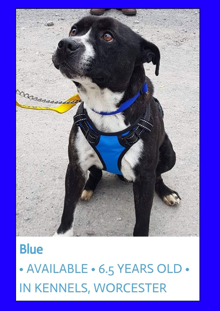 SeniorStaffy's tweet photo. Can we have a big push today for our beautiful boy Blue 💙
Not a single application has been made for him and we don't understand why 🤔
He's a young boy by senior standards, can be a little shy initially but soon warms up.
Totally adorabull!! 🥰
https://t.co/Nf1cUzls0u
#adoptme https://t.co/PjjylnWrti