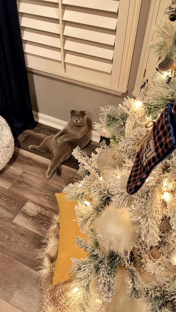 和俺家的桑丘分开一段时间了 刚看到她近照 过的比俺滋润呢