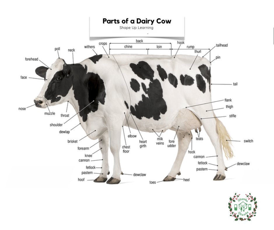 theishamba's tweet photo. Some cowculus🐄  seize the moo-ment 😃 and familiarise yourself with parts of a dairy cow. https://t.co/FVBuz5aNLd