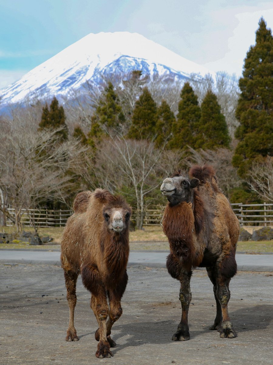 富士山とラクダ。 どちらも、冬の装い 🗻🐫 https://t.co/yLNDDHBwRh