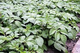 agrimbegu's tweet photo. Plant potato at optimum soil temperatures to ensure fast crop emergence. Use of irrigation, crop nutrition and crop protection methods to ensure maximum canopy life and unlimited tuber growth. Desiccation at the right stage to meet market requirement.
#SeedsProducers
#AgriMbegu https://t.co/V8CxepqfVZ