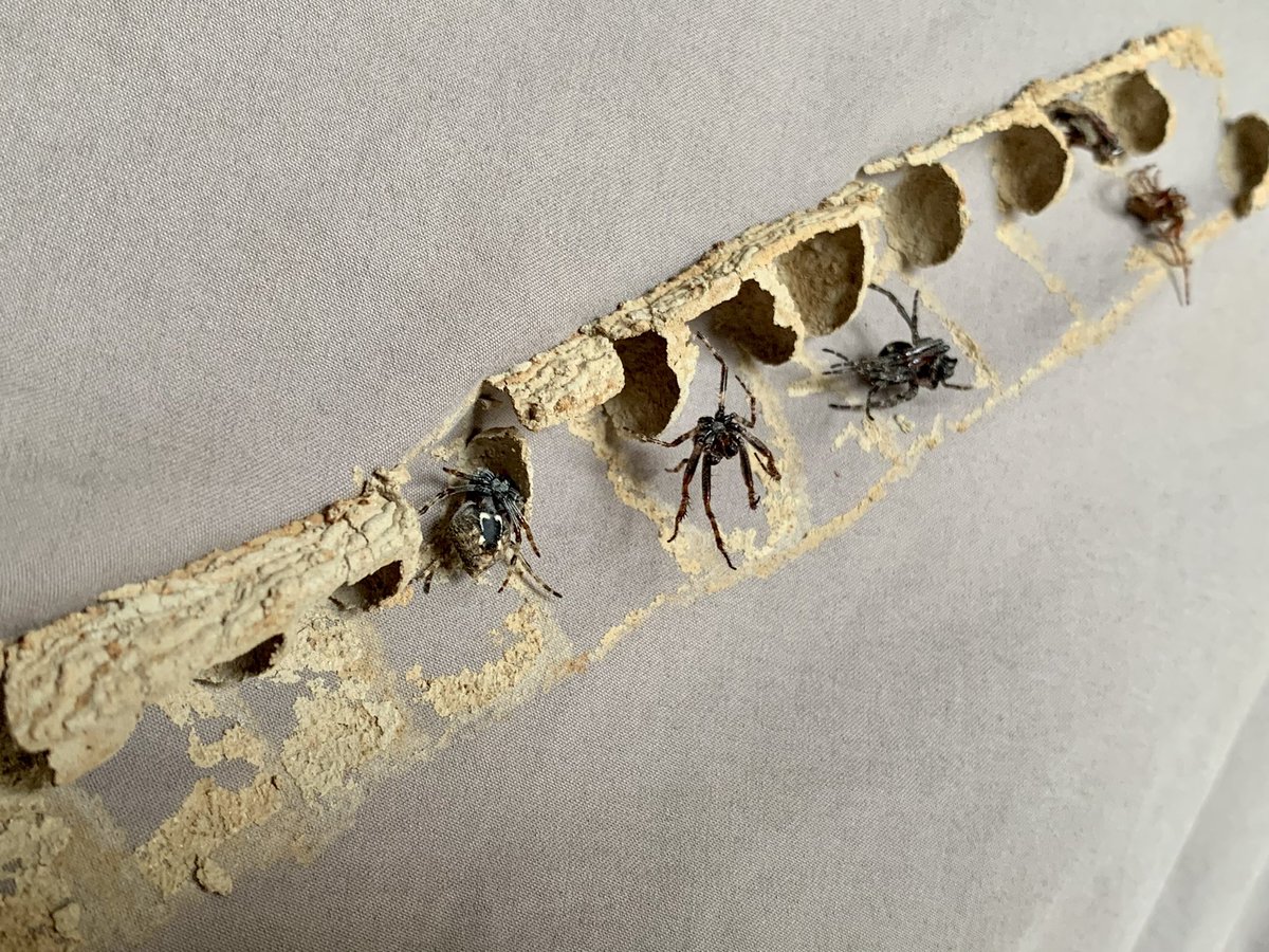 LisaEvansNZ's tweet photo. Last night I unknowingly shared my bed with 40 spiders 😂 While away for fieldwork a Mason wasp has been busy building her nest under the duvet cover… #spiderlove https://t.co/QJClunlMh5