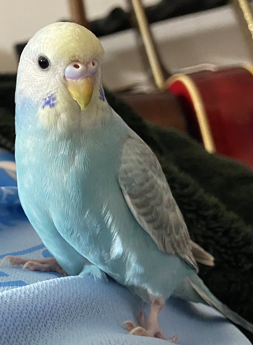 maigoinko1's tweet photo. 札幌で迷子の #セキセイインコ を探してます。

9/12からもうすぐ3ヶ月…時間は経ってしまいましたが、どこかのお宅で無事保護されて、元気にしていると信じてます。

#札幌 や近郊にお住まいの方、心当たりのある方、ぜひご連絡ください。
引き続きご協力をお願いします。
#北海道 #迷い鳥 #拡散希望 https://t.co/iFV7kUVt79